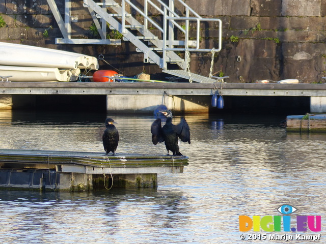 FZ011545 Cormorant (Phalacrocorax Carbo)